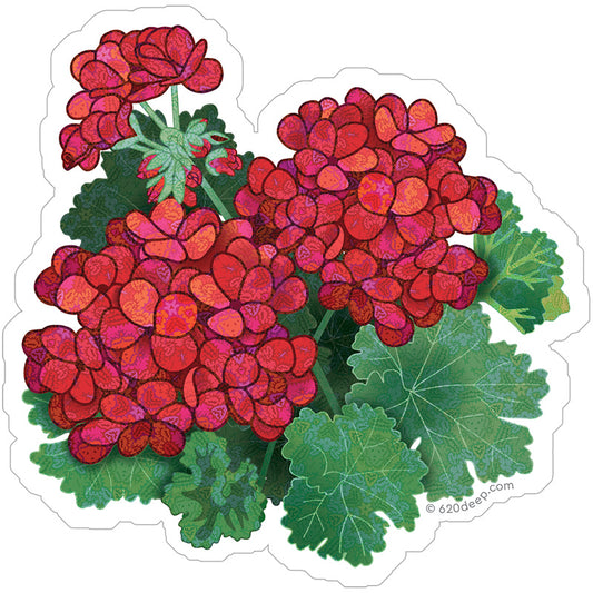 Geraniums